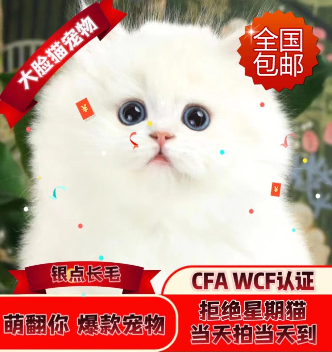 大脸猫英短银渐层重点色银点金渐层重点色活体幼猫cfa纯血统认证
