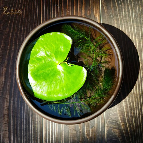 盆栽养鱼价格 盆栽养鱼图片 星期三