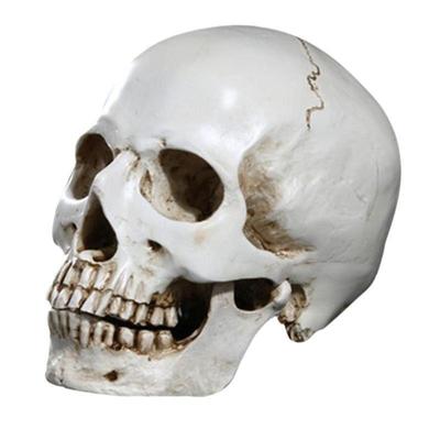 Human Head Replica Resin Divided 3D Skull Mould for Hallowee