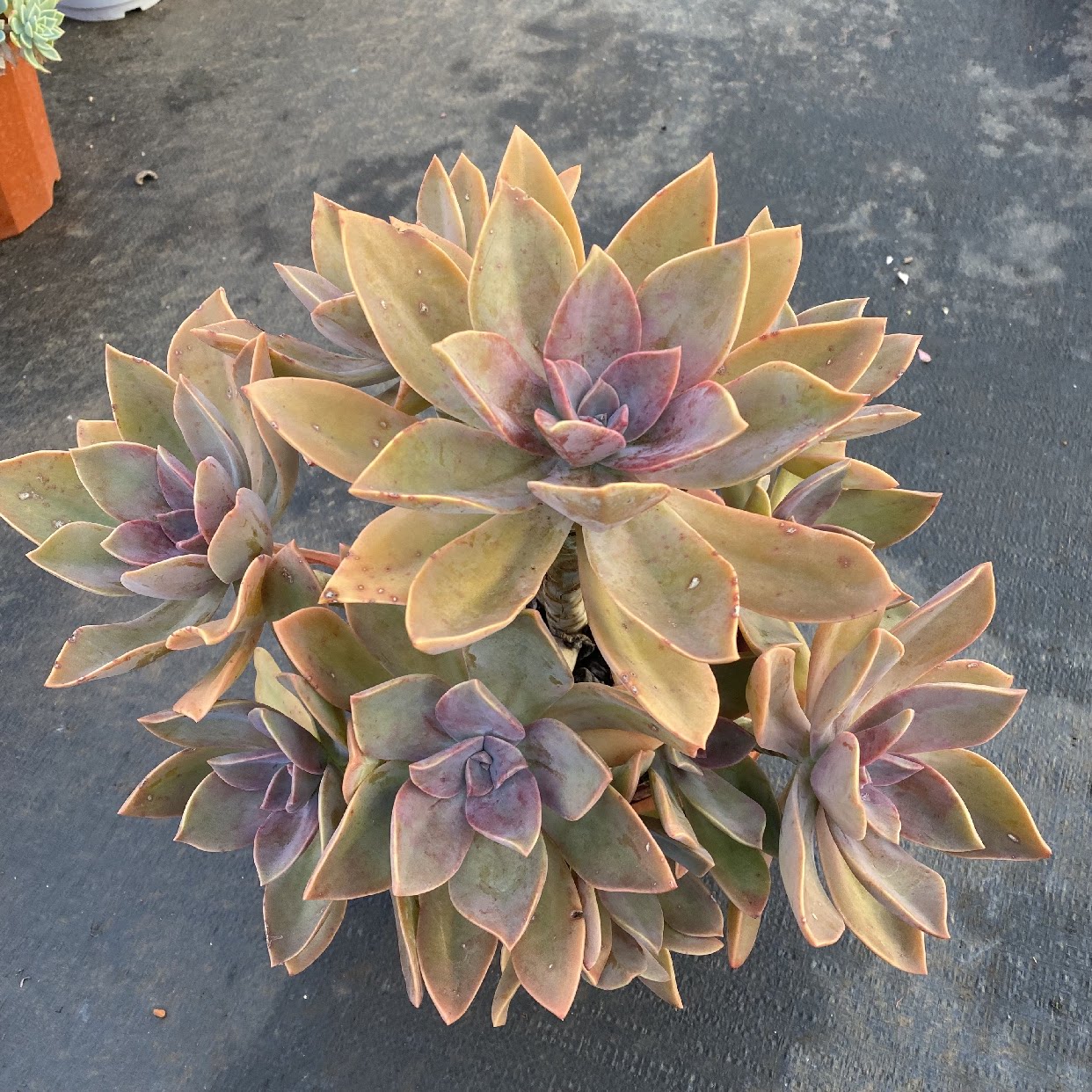 拼脉园艺多肉植物盆栽花卉老庄精品超大组合套餐直播专拍[太妃糖]