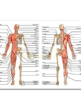 AXYC Anatomical ter Set - Laminated - Muscular,