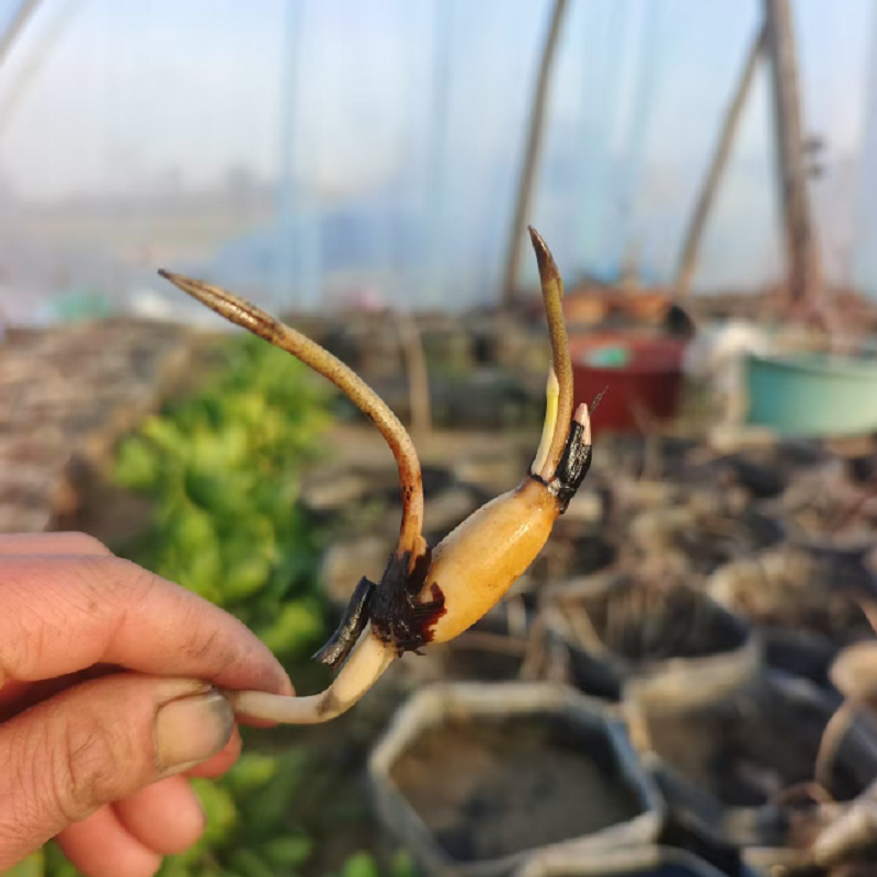 微型碗莲种藕根茎带芽苞迷你小荷花藕节水培生小微莲藕种观赏植物