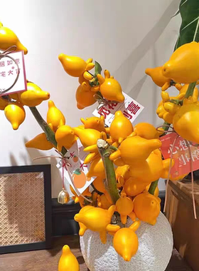 五代果 五代同堂黄金果 乳茄果 长寿果 牛头果福禄果鲜切室内插花