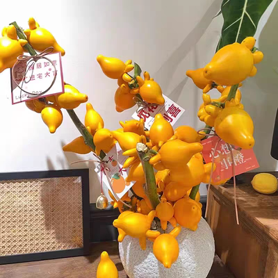 五代果五代同堂黄金果乳茄果