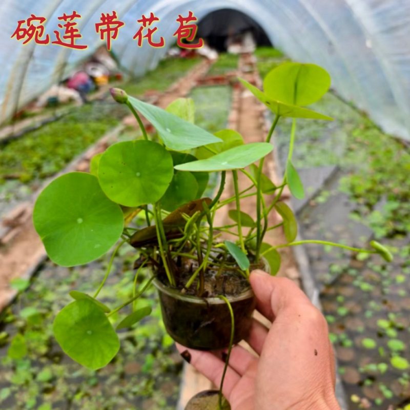 微型碗莲种藕根茎带花苞迷你小荷花藕苗小微莲水培植物碗莲观赏型
