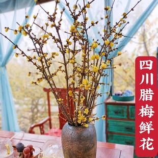 四川腊梅鲜切花水养枝条带花苞素心梅干枝插水开花浓香型年宵花卉