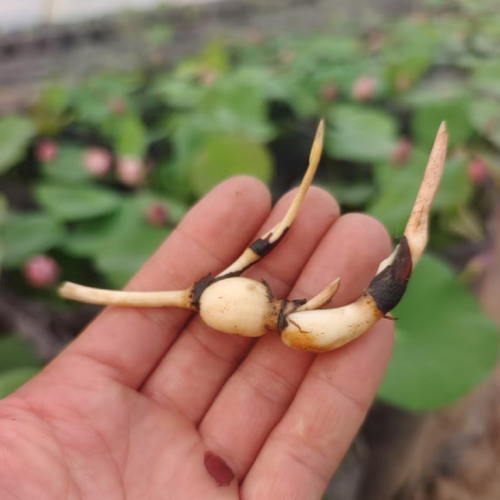 微型碗莲种藕根茎带芽苞迷你小荷花藕节水培生小微莲藕种观赏植物
