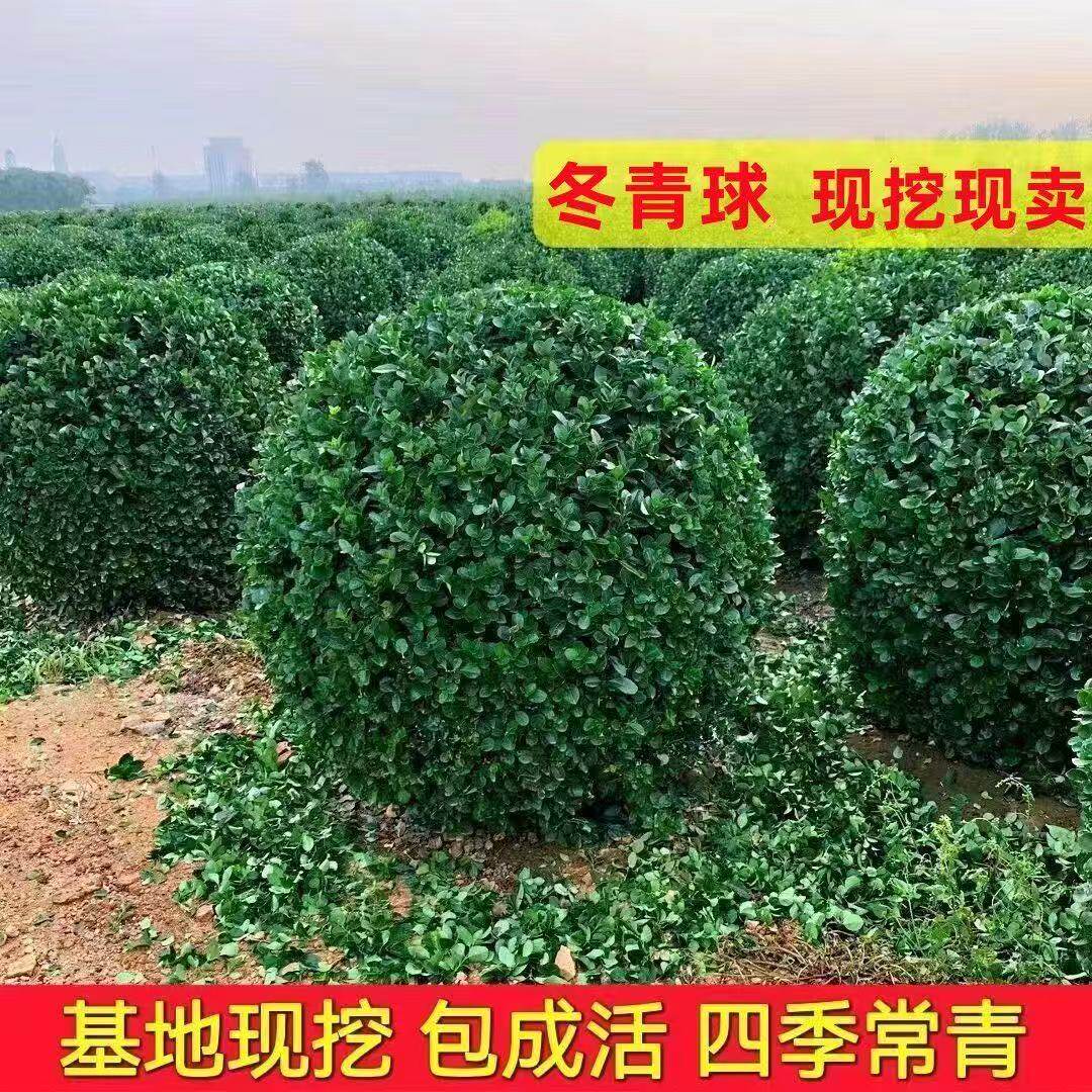 冬青球大叶黄杨球四季常青庭院球形植物小叶瓜子黄杨花镜景观设计