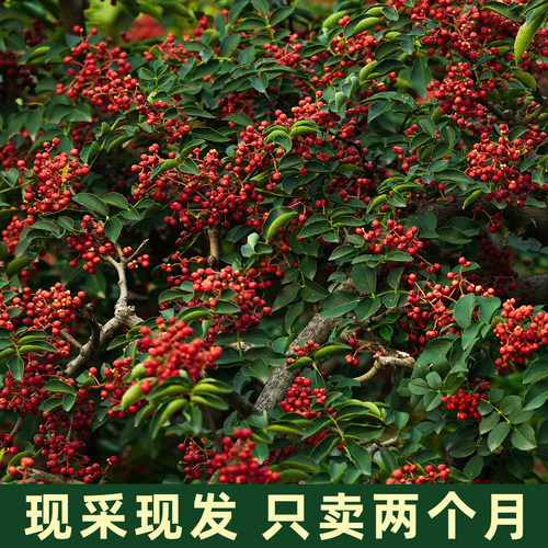 高农鲜鲜花椒现采现发