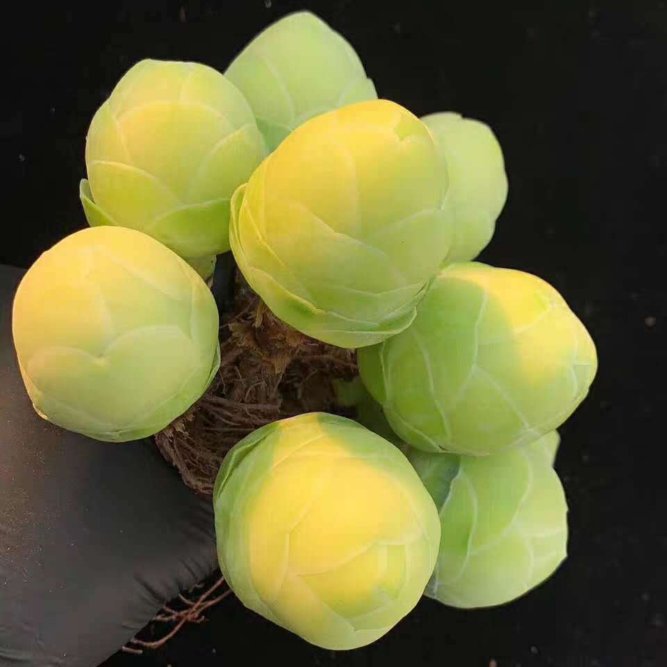 稀有白玉鸡蛋玫瑰多肉植物山地玫瑰肉肉酒杯玫瑰盆栽阳台室内花卉