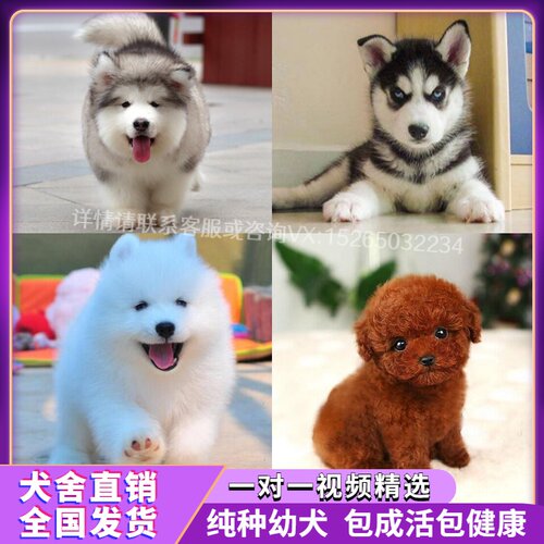 萨摩耶幼犬纯种巨型多少钱 萨摩耶幼犬纯种巨型价格 小麦优选