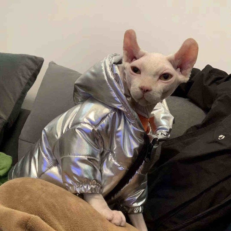 无毛猫秋冬衣服银色加厚棉衣保暖空调房斯芬克斯矮脚德文猫咪图片