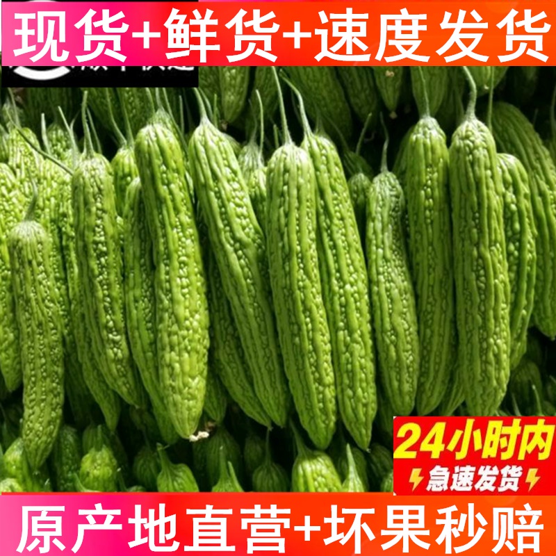 []Shandong Weifang fresh Balsam pear 5 Juicing Farm Vegetables Season Bitter Melon Full container wholesalein the Aquatic meat/Fresh fruits and vegetables/Cooked , Fresh vegetables/Vegetable products , Fresh vegetables , Other  category - from Buy2taobao.com to provide professional Taobao agent buy service