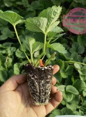 对版草莓苗穴盘苗带土