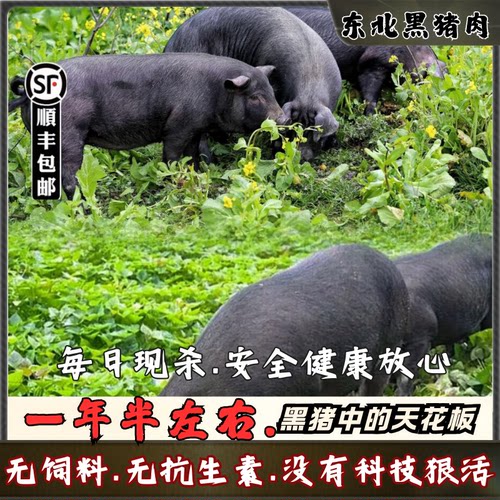 东北散养黑猪肉一年以上农家土猪