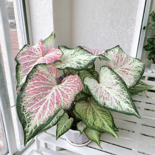 娇羞新娘彩叶芋  室内观叶植物
