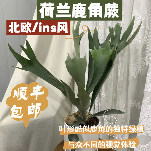 荷兰鹿角蕨北欧室内观叶绿植