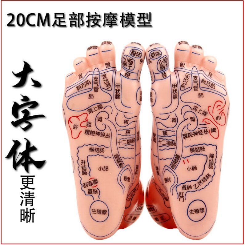 足模型清晰大字体足底穴位按摩足疗棒足部脚丫反射区清晰刻字中医