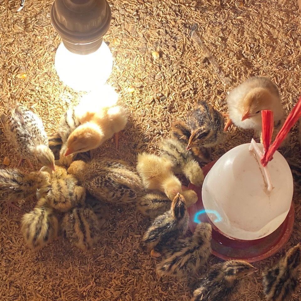 小鸡保温箱自动控制温度鹌鹑育雏箱雏鸟宠物保温箱育雏幼苗保温箱