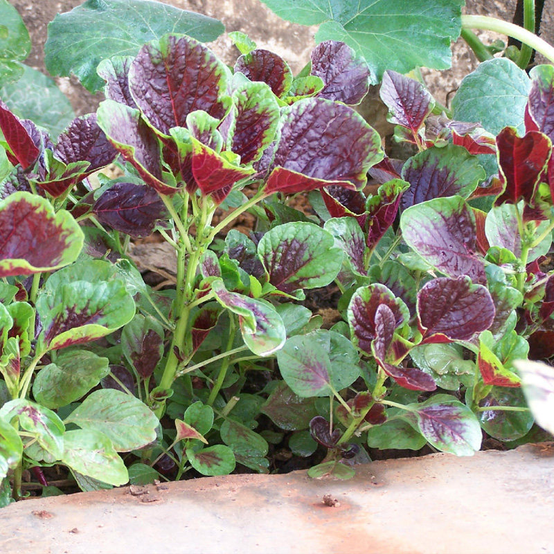 农家菜一点红苋菜种子农家菜四季菜籽春夏季秋冬青菜种籽蔬菜种孑