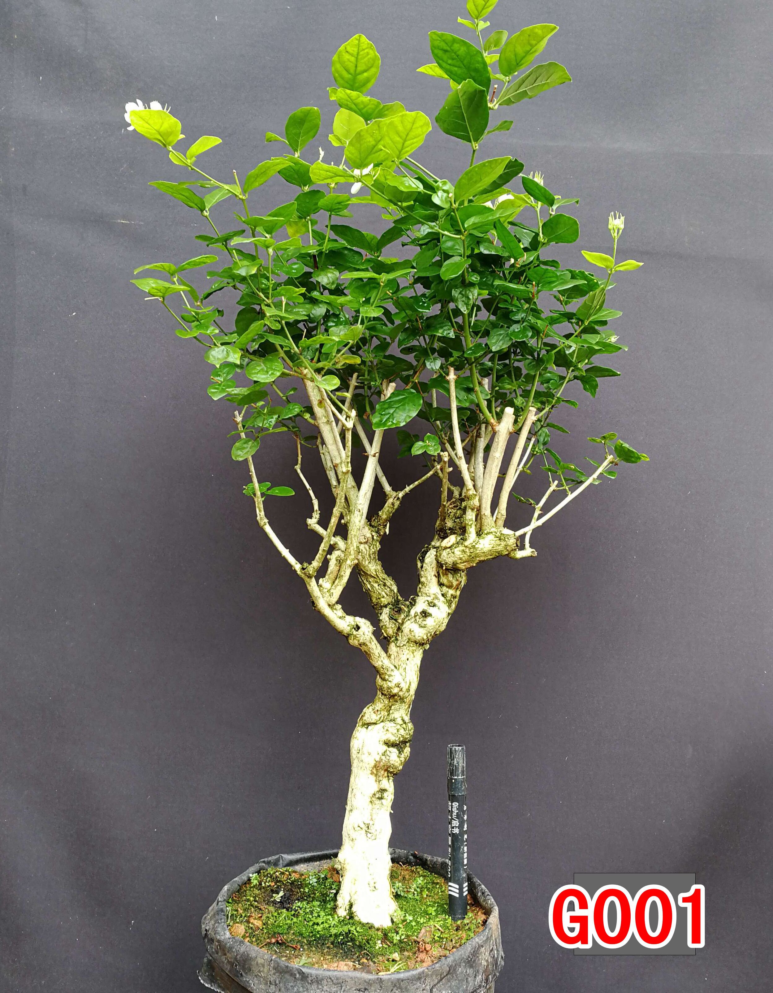 重瓣茉莉花老桩盆景独杆桩型一图一拍.