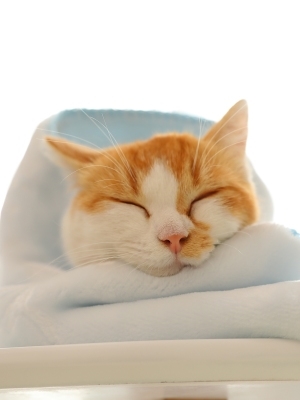 猫毯子猫咪专用小毯子小被子猫用宠物猫垫j子睡觉用四