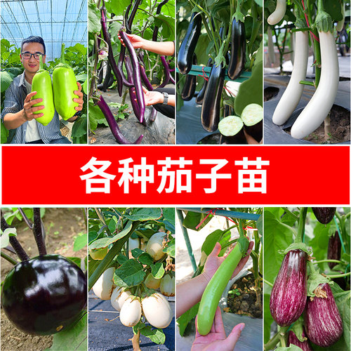 茄子苗线茄绿长茄鸡蛋茄圆茄子白长茄烧烤秧四季盆栽蔬菜秧苗菜苗 - 封面
