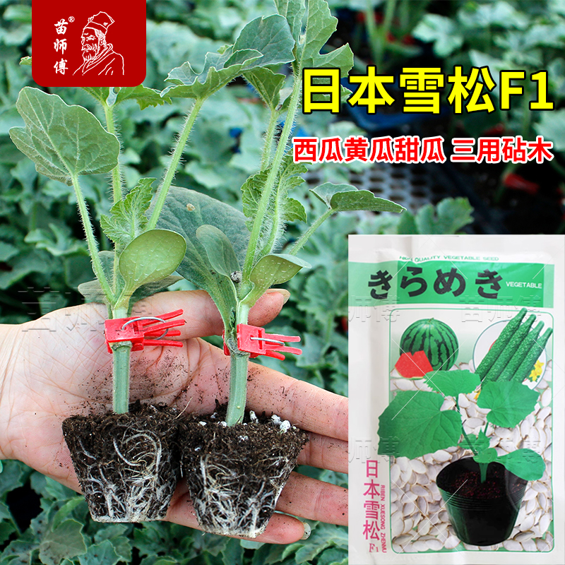 日本雪松托鲁巴姆黄瓜西瓜茄子辣椒嫁接苗专用砧木白南瓜白籽种子