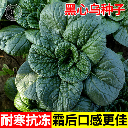 耐寒黑心乌种子 乌塌菜菜种籽 乌塔菜秋冬蔬菜种孑四季播菜种盆栽