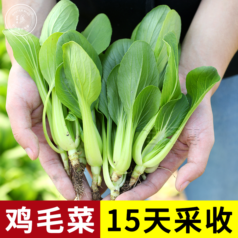 上海青菜种籽鸡毛菜种子秋季四季阳台盆栽小白菜油青菜蔬菜菜籽孑-封面