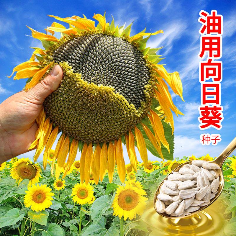 油用向日葵种子 榨油用 油葵种籽 矮大头 高油率 葵花籽孑矮杆