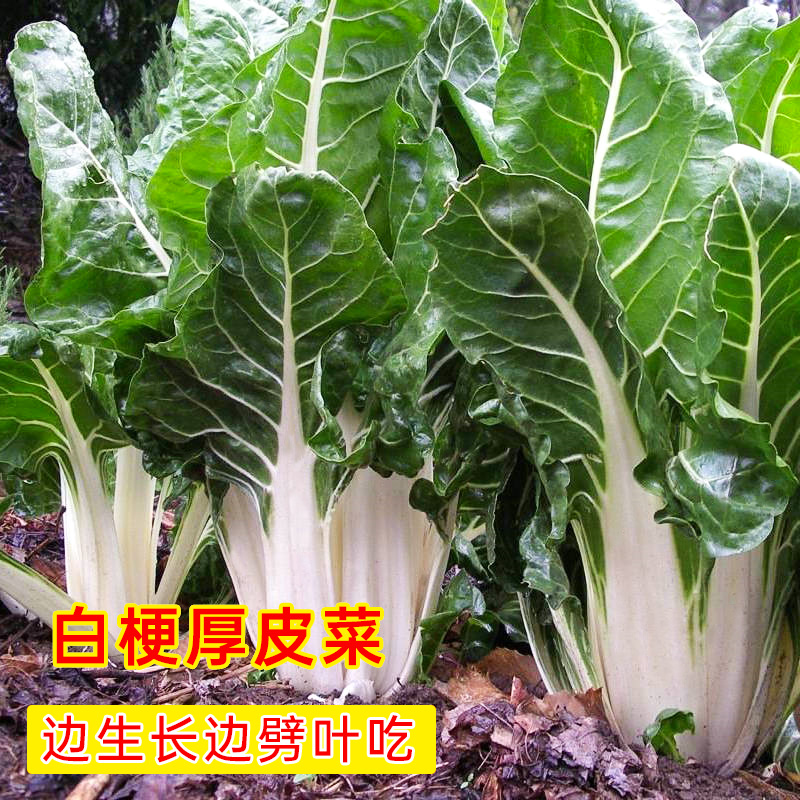 厚皮种子四川春不老白根达菜大叶