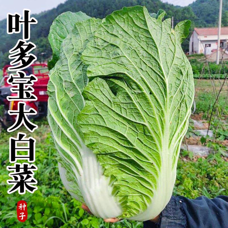 叶多宝大头白菜种子农家基地高产蔬菜种籽河南大果白菜种孑耐寒菜