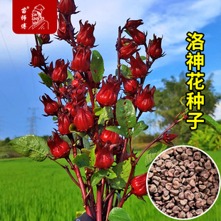 洛神花种子红桃K玫瑰茄种籽食用花茶花种孑阳台盆栽易种易活好养