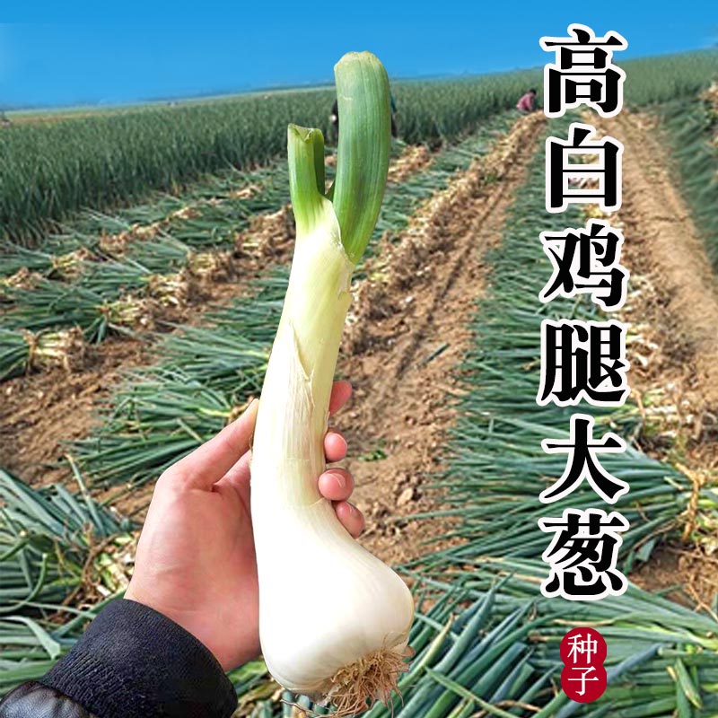 高白鸡腿葱大头葱香葱种子种籽长百四季播蔬菜种孑耐寒长白大葱籽