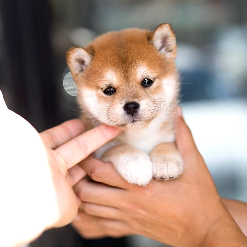 日本柴犬价格 日本柴犬图片 星期三