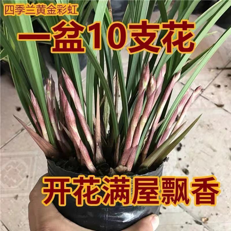 超香兰花精品兰花苗室内浓香花卉