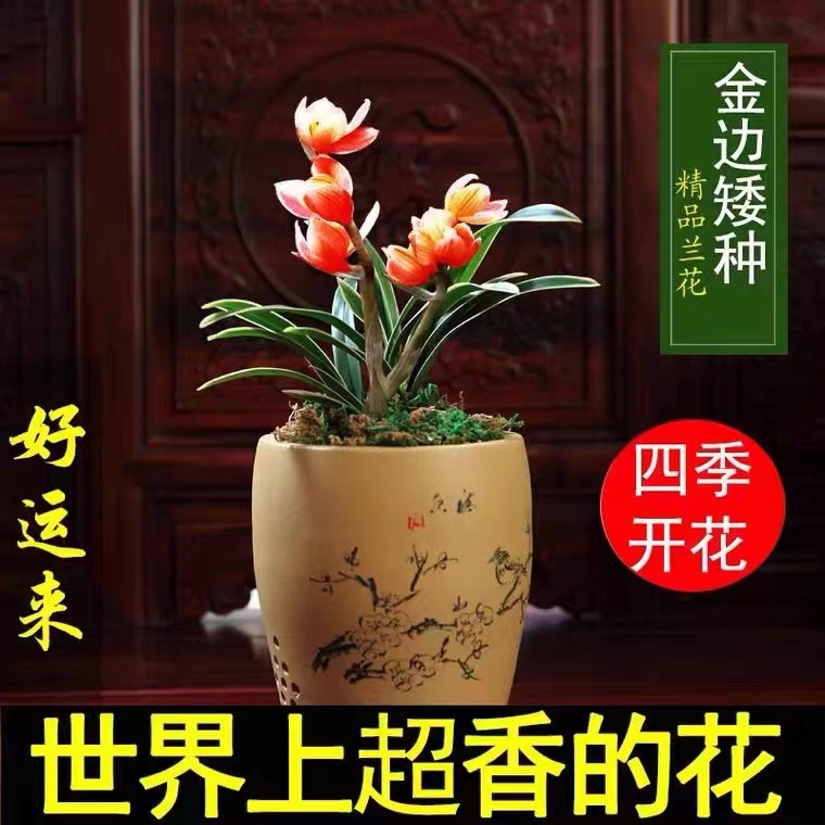 浓香型四季兰水培 金边矮种好运来 黄美人 建兰阳台花卉盆栽绿植
