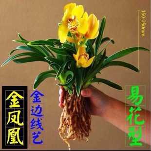 兰花金边矮种 金凤凰 精品四季兰花 建兰名品 圆尾艺兰花卉草