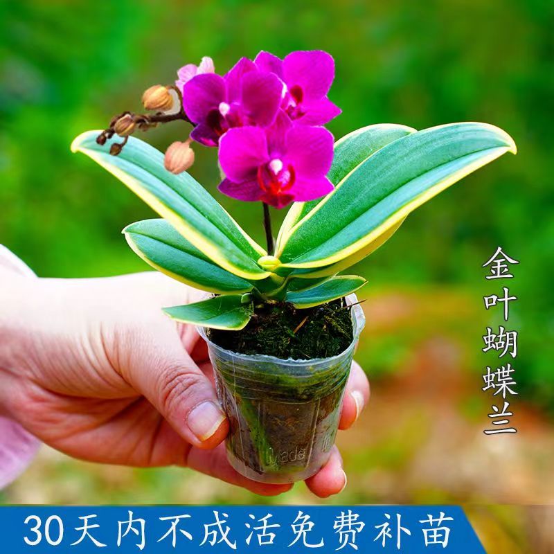 带花苞金边迷你蝴蝶兰