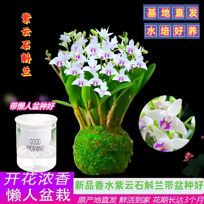 兰花苗 紫云泼墨石斛兰 冬带花苞出售好养绿植物盆栽桌面花卉