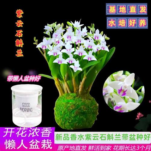 兰花苗 紫云泼墨石斛兰 带花苞出售好养绿植物盆栽桌面花卉