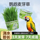 鹦鹉麦芽草粮大麦种子鹦鹉啃咬饲料鸟草盒零食促进消化解闷防啄毛