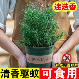 迷迭香种籽可食用百里香盆栽薄荷紫苏四季种植阳台庭院植物种子孑