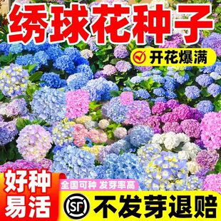 绣球花种子绣球花种籽子四季播种开花多年生花籽种植庭院易活室外