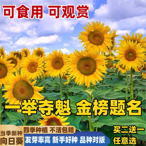 向日葵种子种孑向日葵籽阳台盆栽四季播种开花高杆观赏食用葵花籽