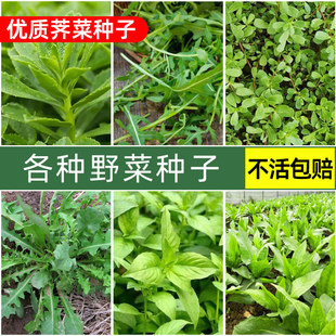 野菜种子大全野生蔬菜种籽阳台盆栽菜种孑菜籽四季养生荠菜蒲公英