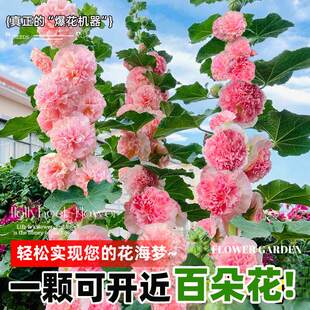 重瓣蜀葵花种籽四季播种室外花籽好养易活花卉盆栽夏天庭院花种子