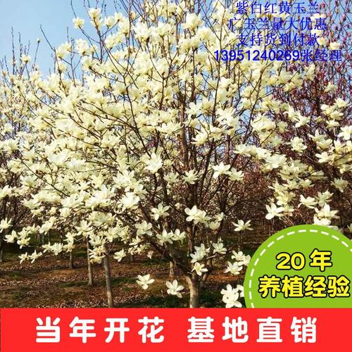 辛夷花盆栽多少钱 辛夷花盆栽价格 小麦优选