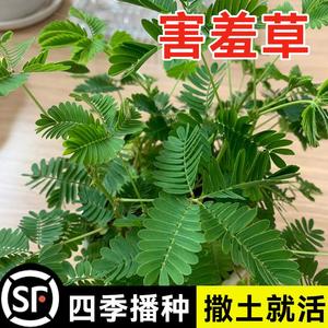 含羞草种孑含羞草盆栽种子植物套餐阳台绿植花卉种子薄荷种籽四季